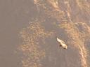 Condor sighting.